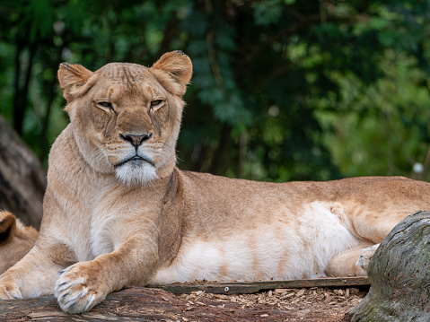 A Majestic Lion Resting on the Rock in the Zoo.