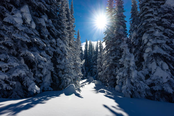Wintery Wonderland snow covered landscape , Snow Covered Pine Trees in large forest in Santa Fe , New Mexico
