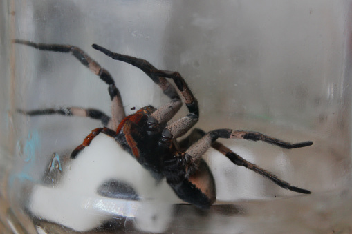 Phoneutria nigriventer spider, known as the armed spider, monkey spider, or banana spider, captured and stored in a glass container. A dangerous, aggressive, and venomous spider species. It comes in black, beige, brown, and red colors.