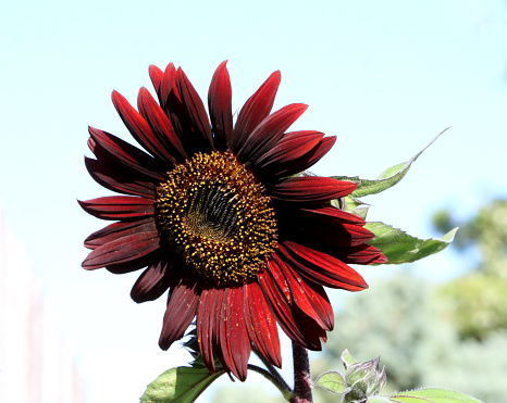 a large red sunflower