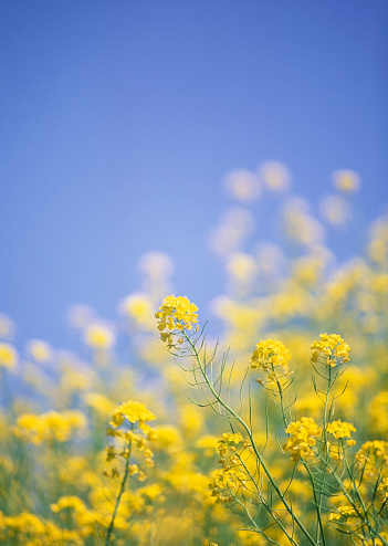 canola flowers against clear blue sky