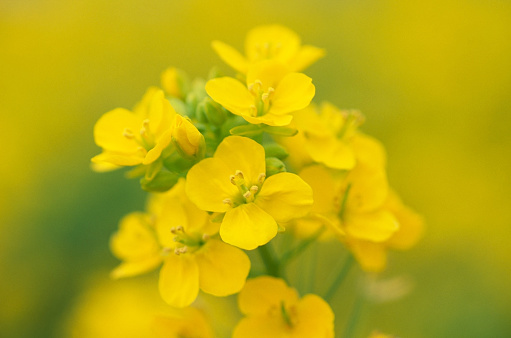On a white isolated background, fresh yellow inflorescences of evening primrose flower close-up.