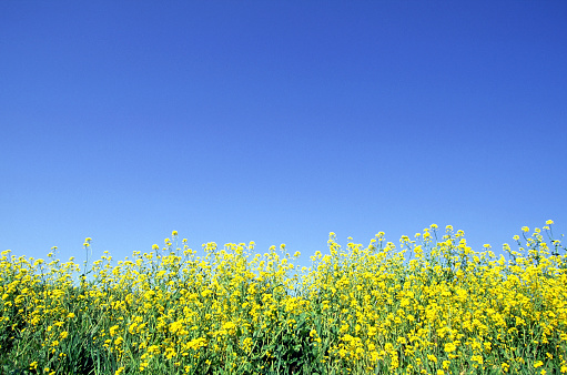 canola flowers against clear blue sky