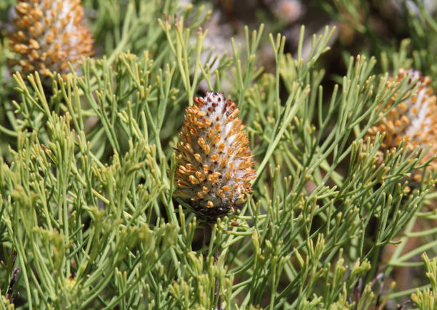 istock Flower on a cone stick (petrophile) plant in a garden 1779140163