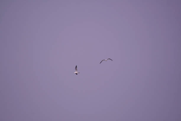 istock Seagulls flying in the sky, close-up 1779142915