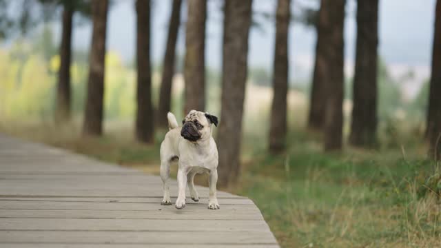 Abandoned lost pug dog running alone on forest wooden path trail, slow motion
