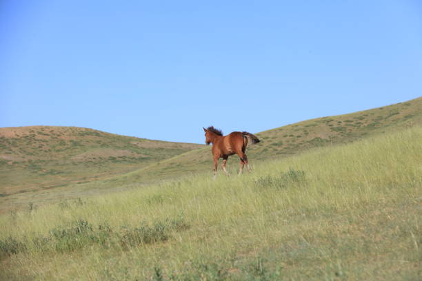 horses on the grassland, very beautiful