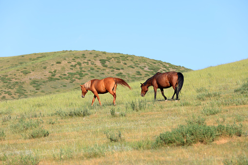 Horses are running free on ranch