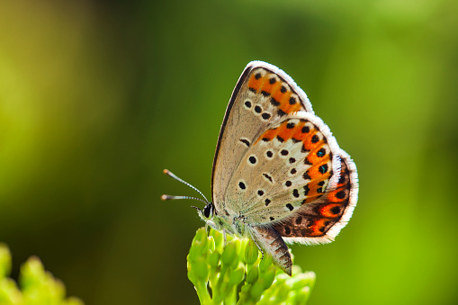 Macro shot of common blue butterfly (Polyommatus Icarus) on a dry twig in foreground. Defocused background with bluebell flower and some grass.