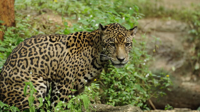 jaguar tiger resting in the forrest