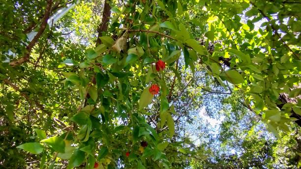 istock Red fruits 1779191924