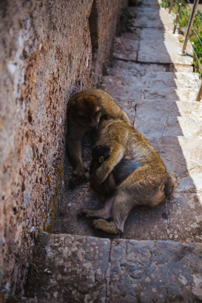 istock A monkey family at Charles V wall stairs in Gibraltar 1779205521