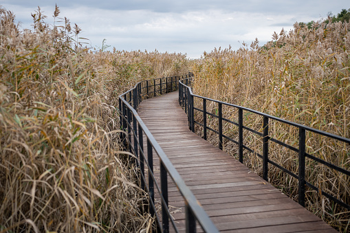 Eco-trail made of planks among tall ears of corn. Equipped specially protected walking educational route over surface of coastal part of sea, bay, swamp in nature reserve in autumn season.