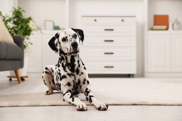 istock Adorable Dalmatian dog lying on rug indoors 1779224898