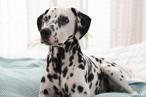 Adorable Dalmatian dog on bed in bedroom