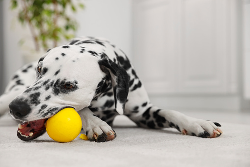 Adorable Dalmatian dog playing with yellow ball indoors
