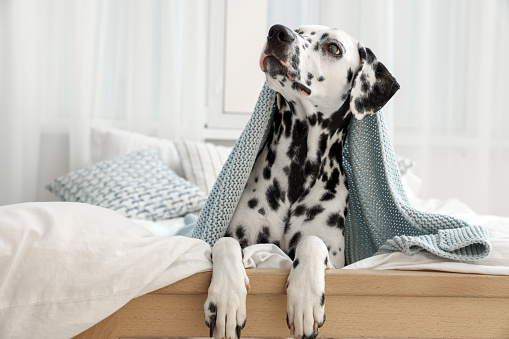 Adorable Dalmatian dog wrapped in blanket on bed indoors