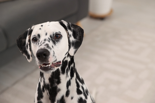 Adorable Dalmatian dog in room. Lovely pet