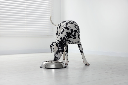 Adorable Dalmatian dog near silver bowl indoors