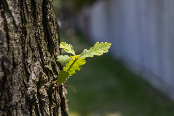 Oak tree trunk - new growth - springtime - close up. Taken in Toronto, Canada.
