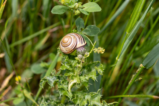 Garden snail on thistle plant - close-up. Taken in Toronto, Canada.