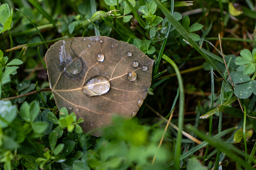 Fallen leaves in Autumn