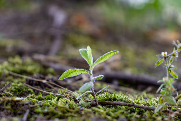 Young plant - green leaves - mossy forest floor. Taken in Toronto, Canada.