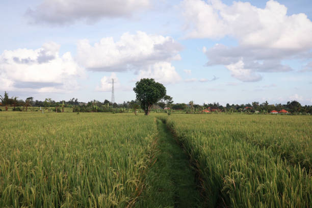 istock A walk path in the middle of rice fields 1779234450