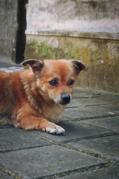 istock A small brown dog is staying on the floor 1779234468