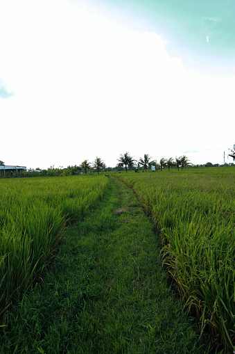 Pathways in the rice fields will easily be overgrown by grass. Grass can just grow anywhere.