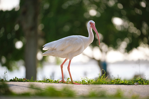 White ibis wild bird, also known as great egret or heron walking on grass in town park in summer.