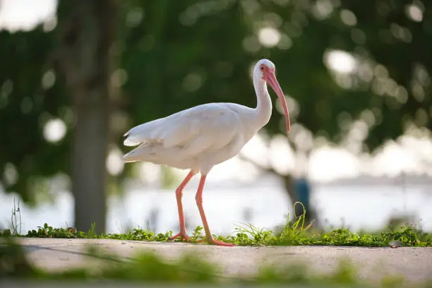 Photo of White ibis wild bird, also known as great egret or heron walking on grass in town park in summer