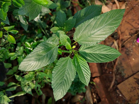 Corchorus elitorius, egyptian spinach plant