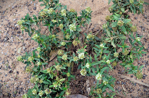In the field a small Spermacoce verticillata bush with flowers