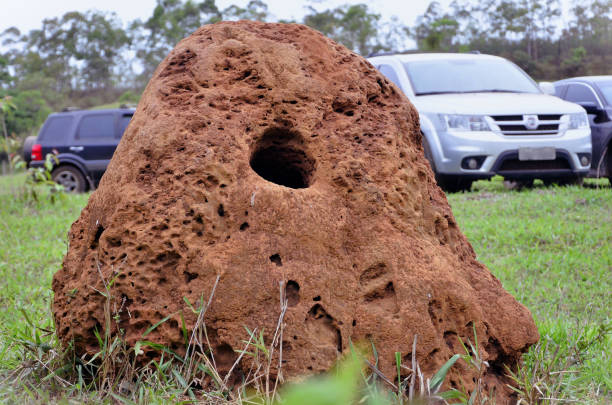 A termite mound in the parking lot in the countryside A red earth termite mound in the parking lot in the countryside termite mound stock pictures, royalty-free photos & images