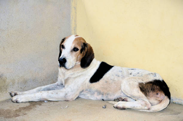Mixed breed dog resting in the garage on a warm day at the farm