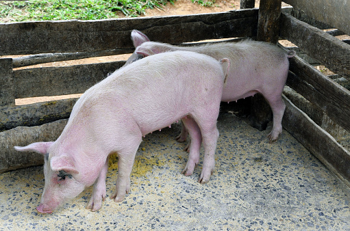 On the farm, pigsty with sus scrofa domesticus