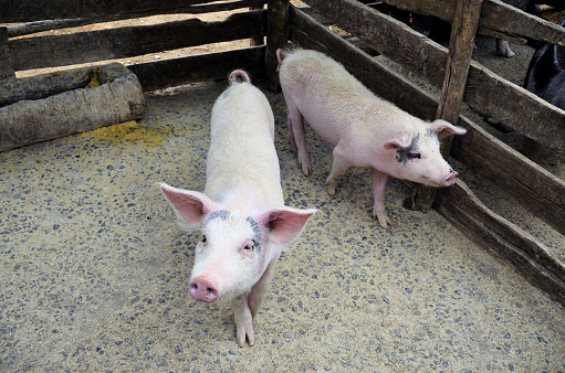 portrait of pink pig stands in a small pen on a small farm