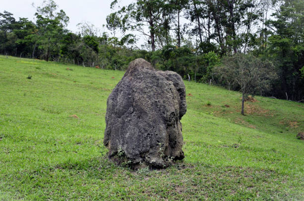 Dark earth termite mound in grass Dark earth termite mound in the grass of the farm in Minas Gerais termite mound stock pictures, royalty-free photos & images