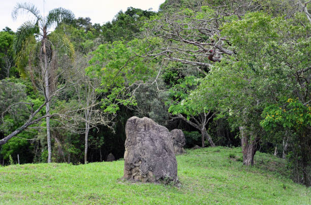 istock Several dark earth termite mounds on the grass in the woods 1779294315