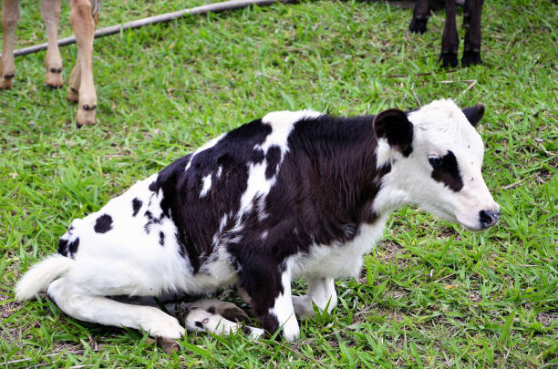 Calves of different colors in the grass of the farm pasture