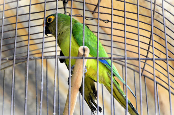 istock A beautiful bird eupsitula aurea in the cage 1779308337