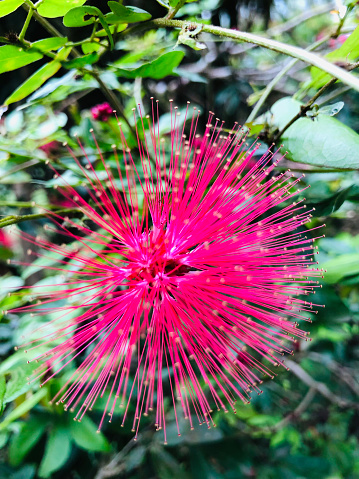 Calliandra Haematocephala flower

I took this photo in the Tawangmangu area, Central Java, Indonesia. I use my cellphone camera, Iphone 8.