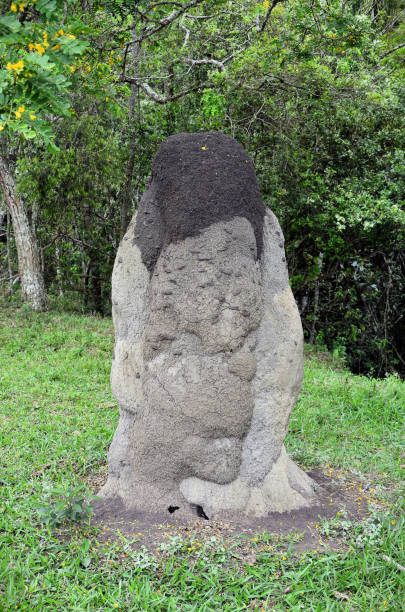 istock A large dark earthen termite mound in the grass 1779308898