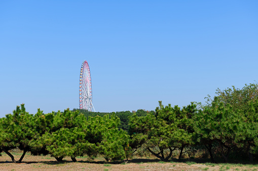 Large ferris wheel visible beyond the Japanese pine trees against clear sky.