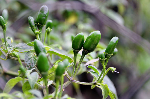 istock Capsicum annuum growing in the backyard 1779312420