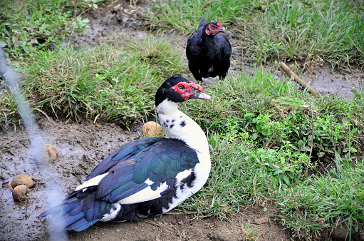 Cairina moschata duck in the farm yard in the countryside