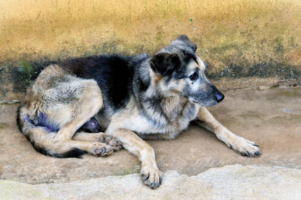 istock An old mixed breed dog resting in the hallway 1779319437