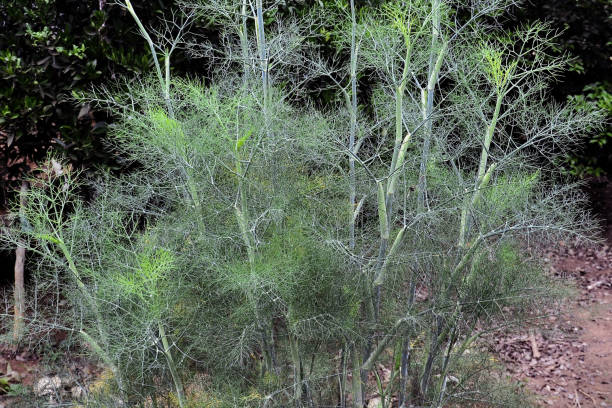 istock Foeniculum vulgare Mill foliage growing in the yard 1779319969
