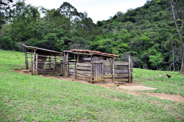 istock View of pigsty on field grass 1779320391